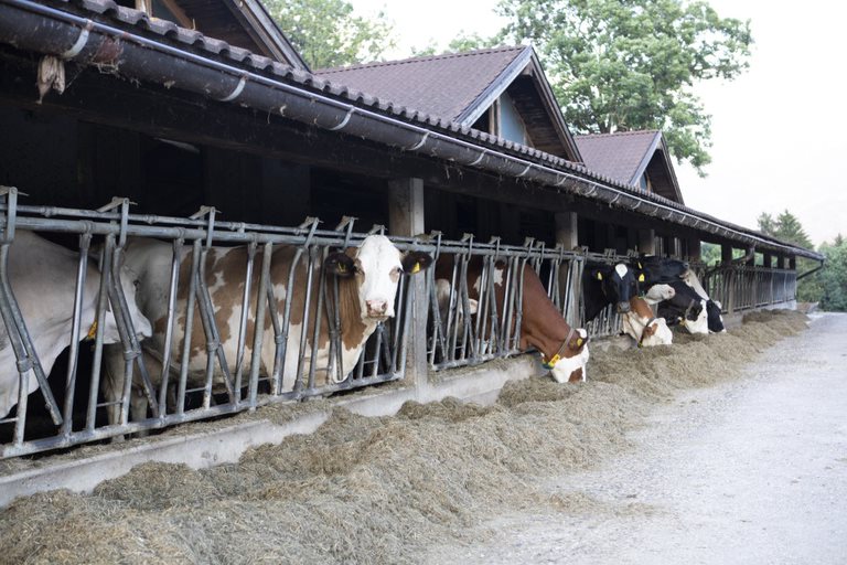 Allevamento di vacche da latte all'avanguardia